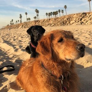 Meet your Posher, El